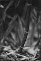 Picture Title - Bamboo