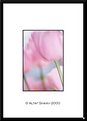 Picture Title - Tulip # 34