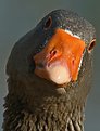 Picture Title - Goose Portrait