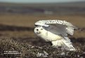 Picture Title - Snowy Owl