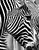 zebra