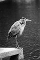 Picture Title - Great Blue Heron 2