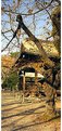 Picture Title - Yasukuni Tree in Autumn