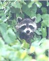 Picture Title - Raccoon