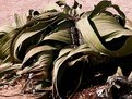 Picture Title - Welwitschia Mirabilis