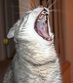 Picture Title - Silly cat!