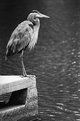 Picture Title - Great Blue Heron 3