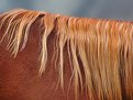 Picture Title - Mane
