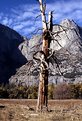 Picture Title - Tree at Yosemite