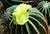 Cactus Flower