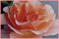 Picture Title - Orange Rose