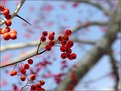 Picture Title - Hawthorn Berries