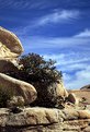 Picture Title - Desert Scenery
