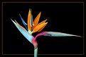 Picture Title - Bird of Paradise Flower