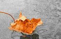 Picture Title - Frozen Leaf