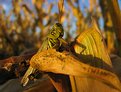 Picture Title - cornstalk