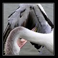 Picture Title - Pelican Preening