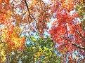 Picture Title - Fall canopy