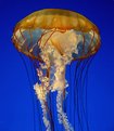 Picture Title - atomic jellyfish