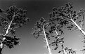 Picture Title - Oregon Trees