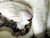 Cat Macro