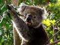 Picture Title - Koala