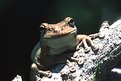Picture Title - Tree frog