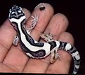 Picture Title - Leopard Gecko