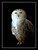 Snowy Owl