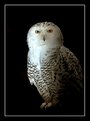 Picture Title - Snowy Owl