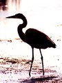 Picture Title - Heron silhouette