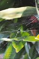 Picture Title - Webs we weave