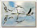 Picture Title - gulls