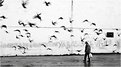 Picture Title - Alone among birds