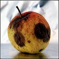 Picture Title - Apple in bad shape