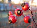 Picture Title - Winter berries