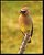 Cedar Waxwing