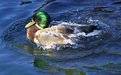 Picture Title - Bathing Duck