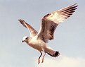 Picture Title - Hovering Seagull