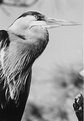 Picture Title - B&W  Blue Heron