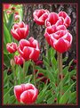 Picture Title - Spring Tulips