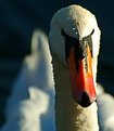 Picture Title - Swan portrait ...