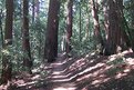 Picture Title - A walk in the redwoods