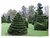 'hedge forest at longwood gardens'