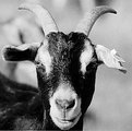 Picture Title - I've been looking for "Ewe"!
