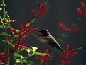 Picture Title - Colibri taking lunch