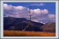 Picture Title - Bare Tree in Cumbria