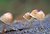 Fungi in on a log,