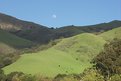 Picture Title - Happy cows from California