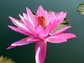 Picture Title - Water Lily